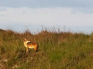 Coyote (Canis latrans), Padre Island NS (Oct 2009)