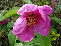 Paeonia daurica subsp. coriifolia, flower