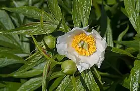 Paeonia emodi