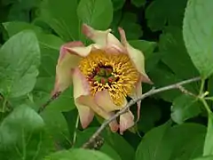 Paeonia daurica subsp. wittmanniana