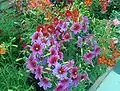 Bed of Salpiglossis sinuata plants with flowers of three different colours.