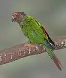 A green parrot with a brown head and a red forehead