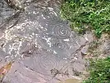 Petroglyphs in Vanuatu with the concentric circles and swirling designs characteristic of the Austronesian Engraving Style (AES)