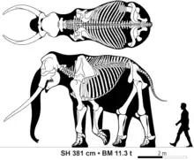 Skeletal diagram of an adult male Palaeoloxodon antiquus