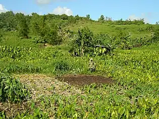 Lo`i Kalo (taro patches) were used to grow Kalo, the staple of the Hawaiian Diet.