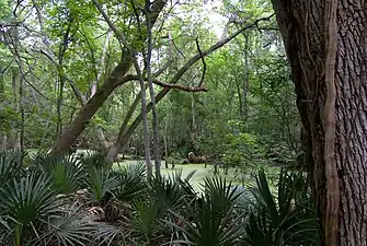 Dwarf palmettos (Sabal minor) at Palmetto State Park, Texas (2 June 2007)