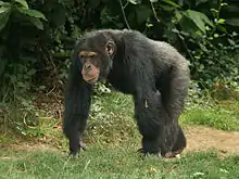 black chimpanzee walking on all fours