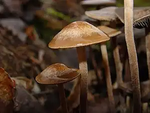 Panaeolus cinctulus