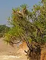 Pandanus spiralis growing on a Coastal cliff