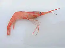 Shrimp