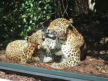 North-Chinese leopards