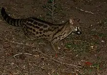 Brown spotted viverrid