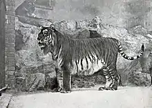 Tiger from the Caucasus in Berlin Zoological Garden, 1899