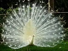 Leucistic Indian peacock(Pavo cristatus)