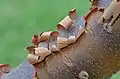 Bark peeling closeup