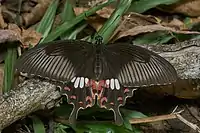 Common Mormon (Papilio polytes)