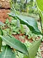 Papilio_polytes_common_Mormon_pupa on curry leaves.