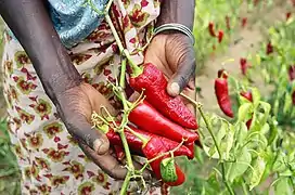 Paprika pepper farmer in Tanzania