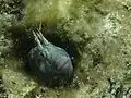 Tasmanian blenny in Port Noarlunga, South Australia