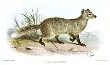 Drawing of brown mongoose