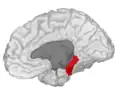 Parahippocampal gyrus, shown in right cerebral hemisphere.