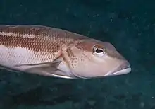 Blue Cod Closeup