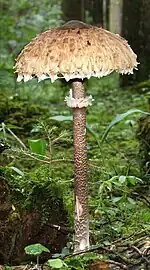 Superior, double ring of a Macrolepiota species