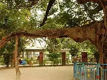 Parijata tree considered a Kalpavruksha, a branch and trunk of the tree is seen.