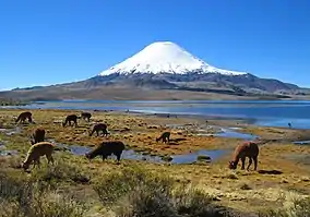 Lauca National Park - Parinacota volcano