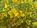 Flowers of Parkinsonia aculeata