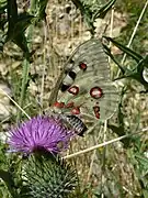 Female Apollo with sphragis or mating plug.