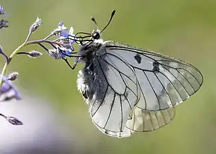 Parnassius mnemosyne