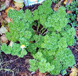 Curled parsley