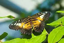 A Parthenos sylvia