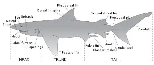 Sharks typically have two dorsal fins