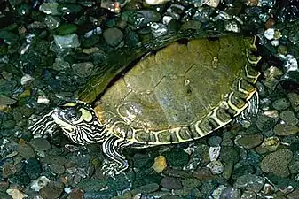 Pascagoula Map Turtle (Graptemys gibbonsi)