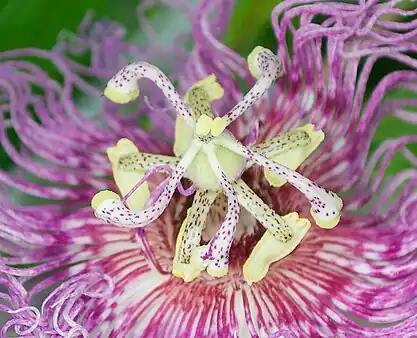 It has been suggested that the elongated spots on the reproductive organs of Passiflora incarnata and related species are ant-mimicking to deter herbivores.