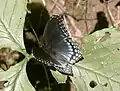 Red-spotted purple (Limenitis arthemis astyanax), Baltimore, Maryland, United States