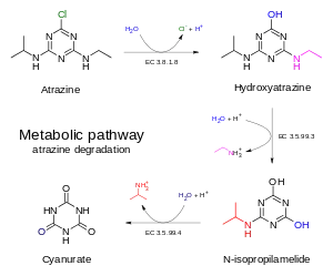 Biodegradation - atrazine chlorohydrolase pathway