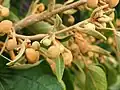 Flower buds