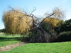 Old tree at Agudelle