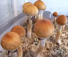 Psilocybe cubensis contains psilocybin and psilocin