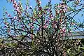 Tree in blossom