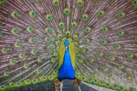 Peacock at the zoo.