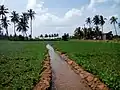 Irrigation in Tamil Nadu, India