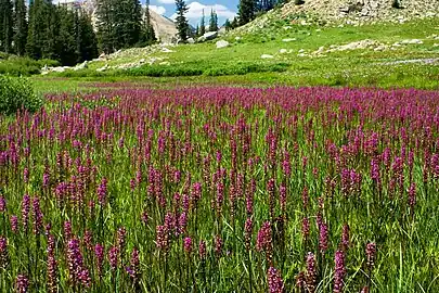 Catherine Pass Trail, Wasatch Range, Utah