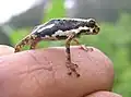 Malabar tree toad, Pedostibes tuberculosus, Hyperoliidae, India