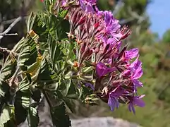 subsp. strigifolium