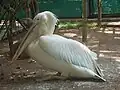 Pink-backed pelican