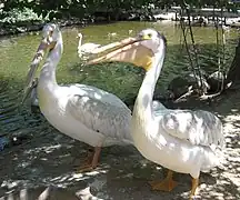 American white pelicans.